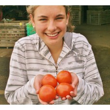 TOMATOES 500 Grams CAMBRIDGE GROWN